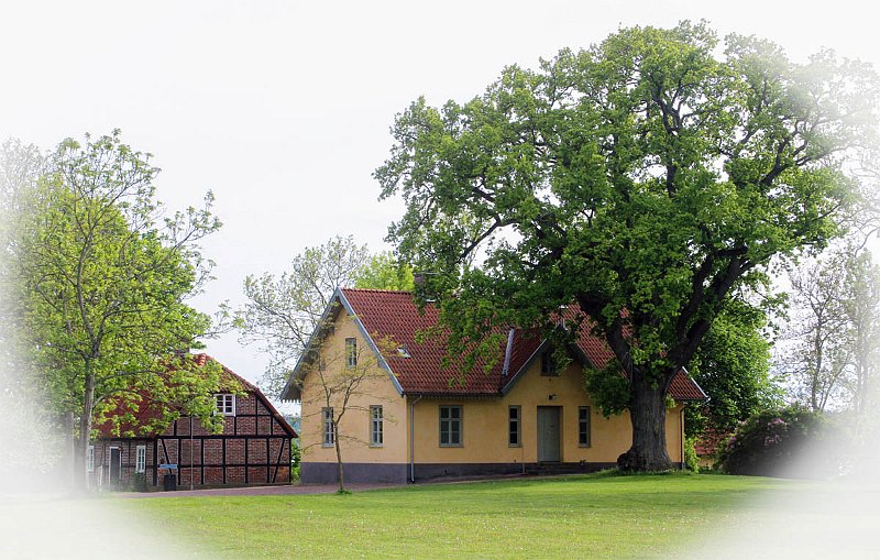 Old houses and oak.jpg